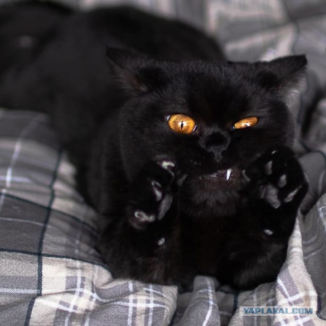 Котовторник?! Коты во вторник!