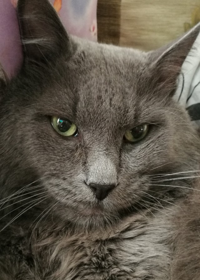 Котовторник?! Коты во вторник!
