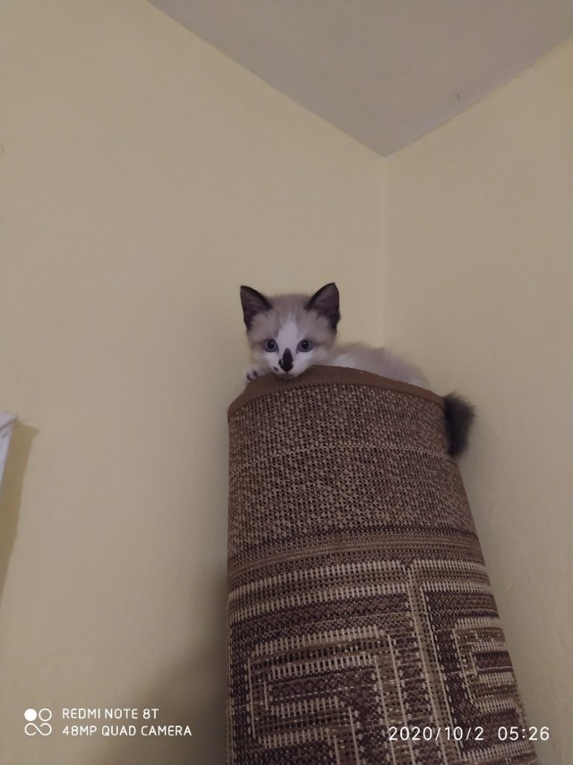 Эти забавные животные