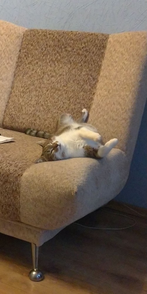 Котовторник 17.11.20