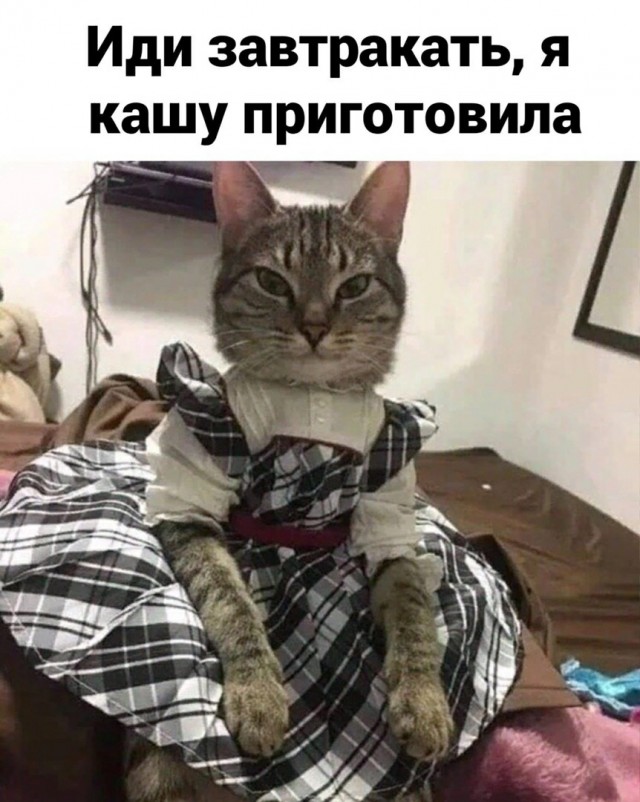 Коты они такие