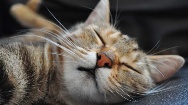 Которник
