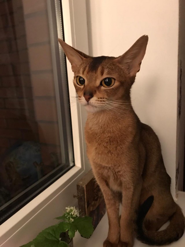 А котовторник уже начался?