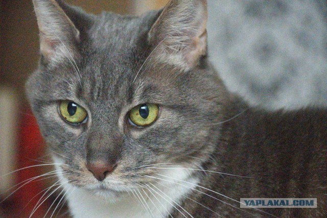 Хоба! Котовторник!