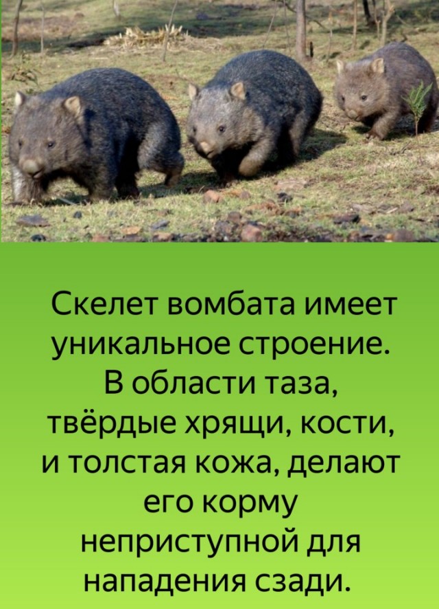 Вомбат радуется понедельнику