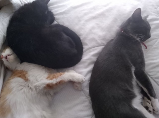 Коты в США