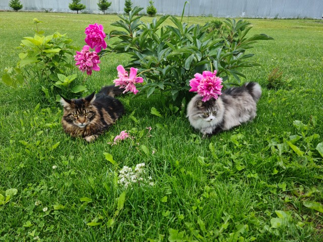 Котовторник