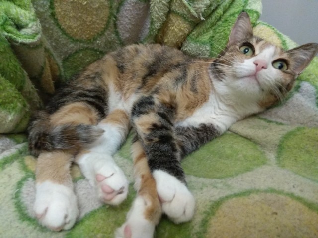 Котовторнику быть