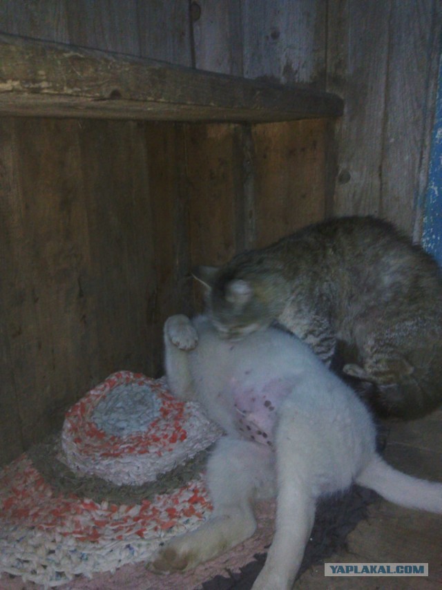 10 фотографий кошек и собак, которые не могут друг без друга