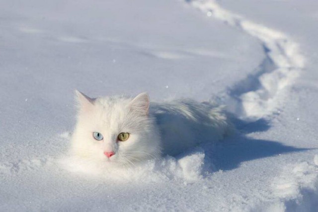 Забавные и милые котейки