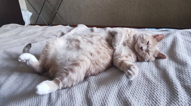 Ну, поехали в котоввторник!