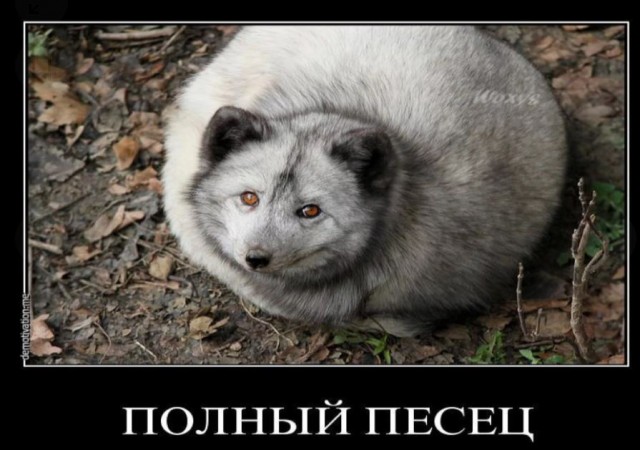 Пандемия. Коронавирус и съехавшие крыши. Россия и мир. Часть 34.
