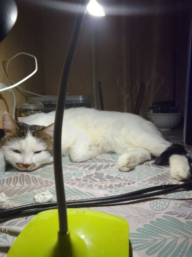 Кот д’Ивуар