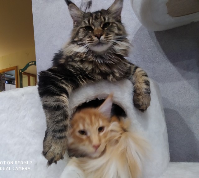 Кошка