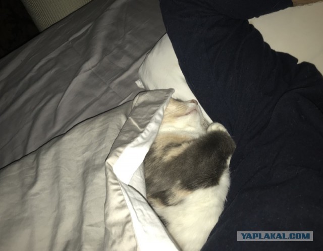А как вы спите с котиком?