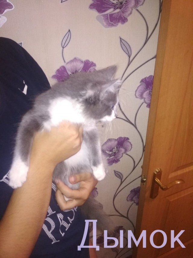 Жизнь домашнего приюта "Котоленд" 360