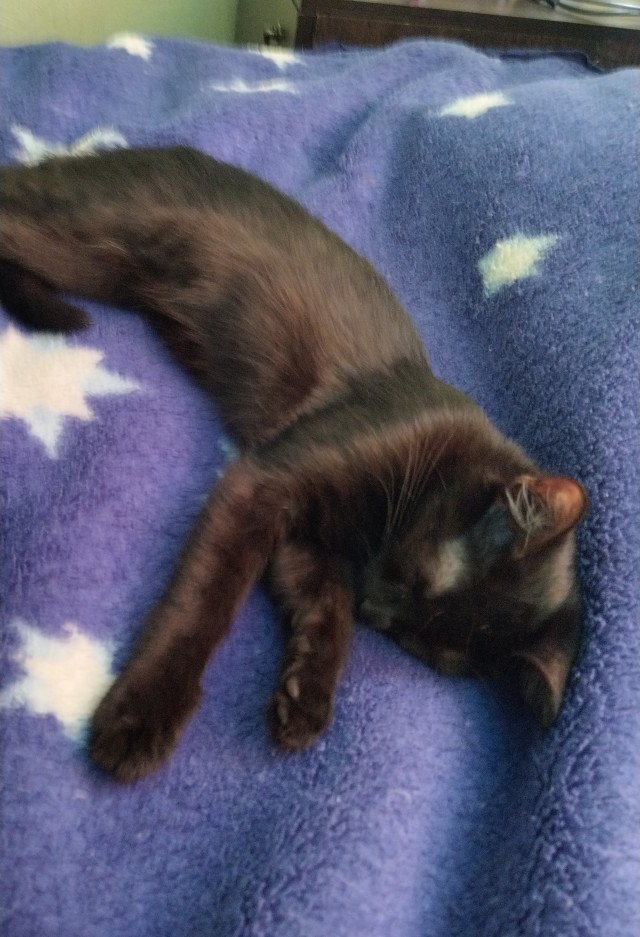 Мой котовторник