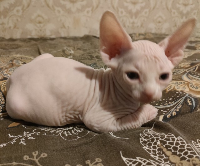 Пока котовторник не закончился