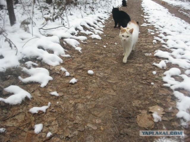 Жизнь домашнего приюта для котеек 423