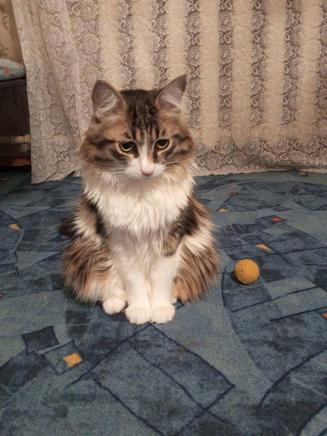 Мой Песдюк