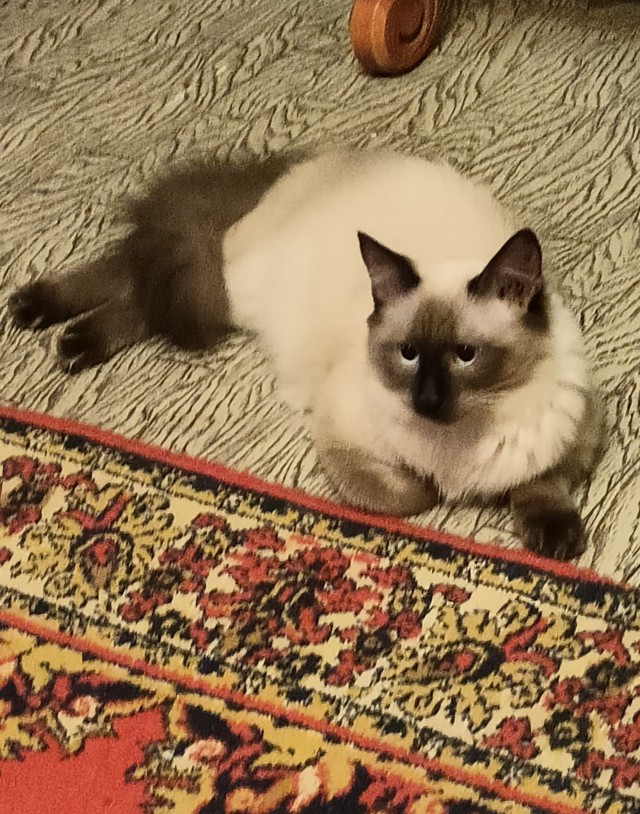 С годом кота граждане Яповцы