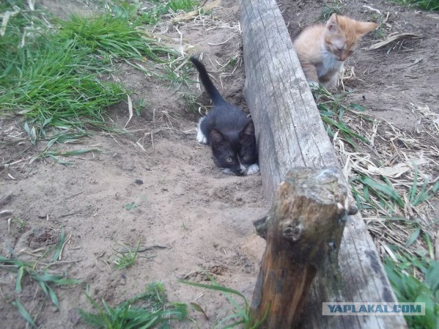 Жизнь домашнего приюта для котеек 445