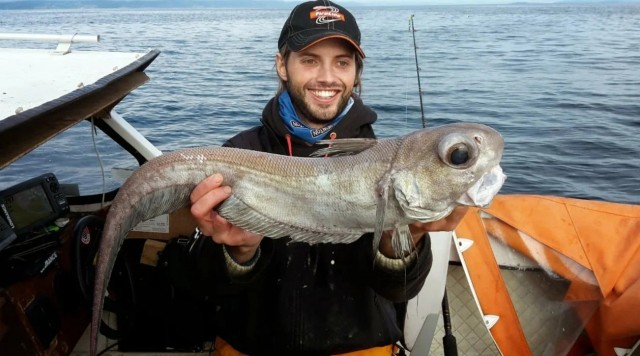 Малоглазый макрурус: Порождение бездны на полке супермаркета. Эту рыбу никогда не продают целиком из-за её внешности