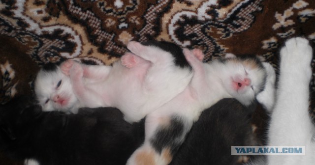 Котовторник  07.05.2013