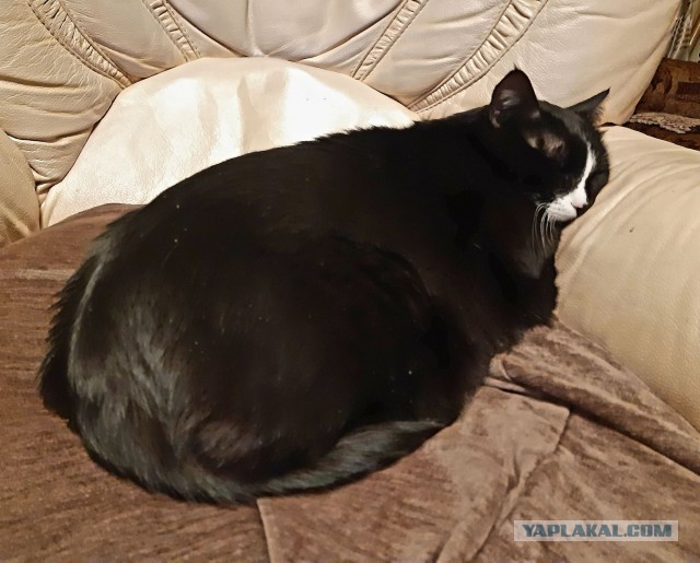Эталон Яповского кота