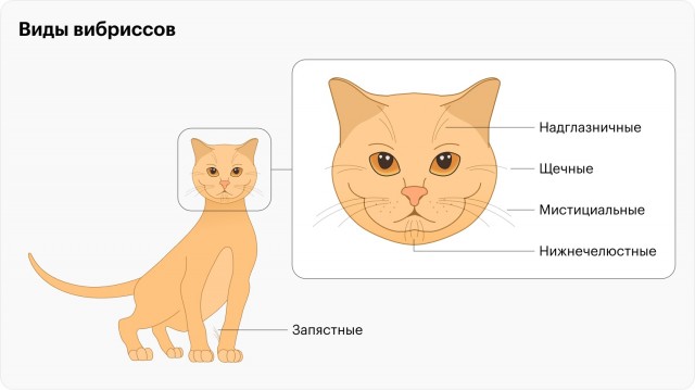 Кот и пылесос