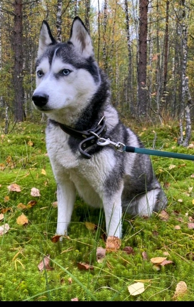 Заведи хаски, говорили они