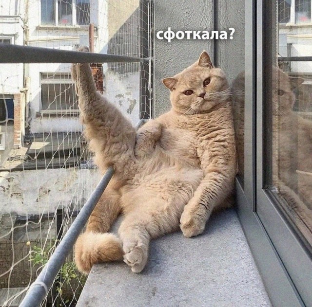 Никакие картинки