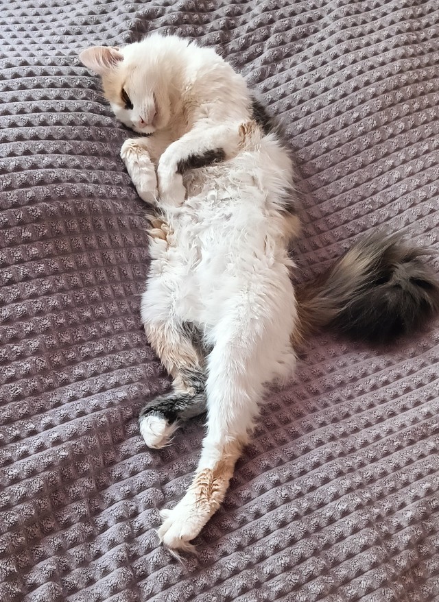Подкидыш к котовторнику