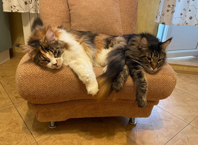 Мэйн-кун!  Котовторнику посвещается!