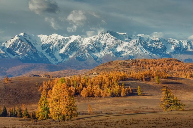 Лес, грибы и...