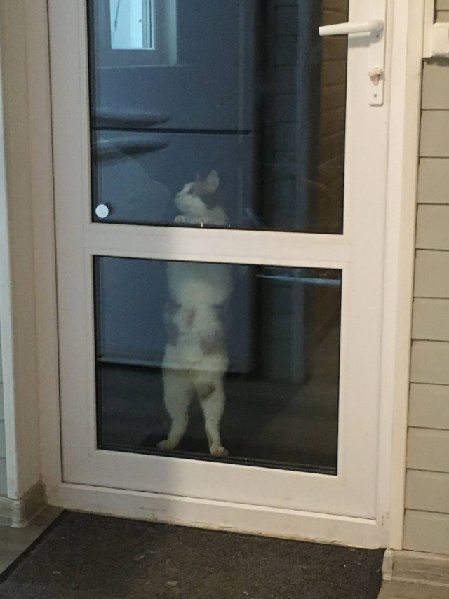 Оборотни против вампиров. Конкурс ужастиков к 31 октября