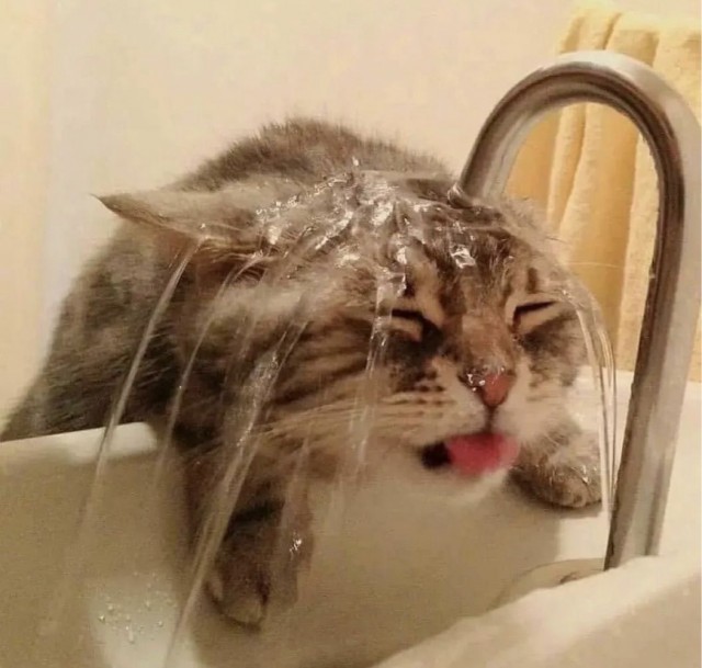 Котовторник в картинках