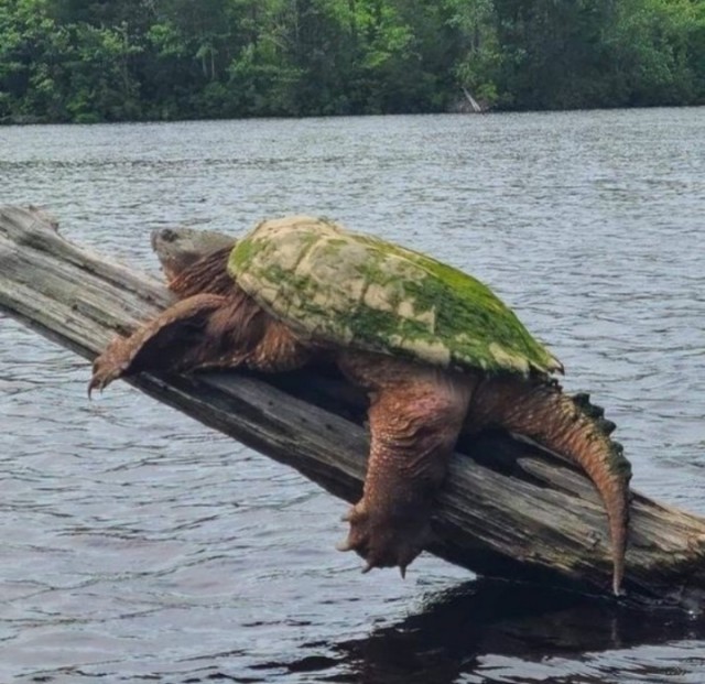 ФотоВинегрет