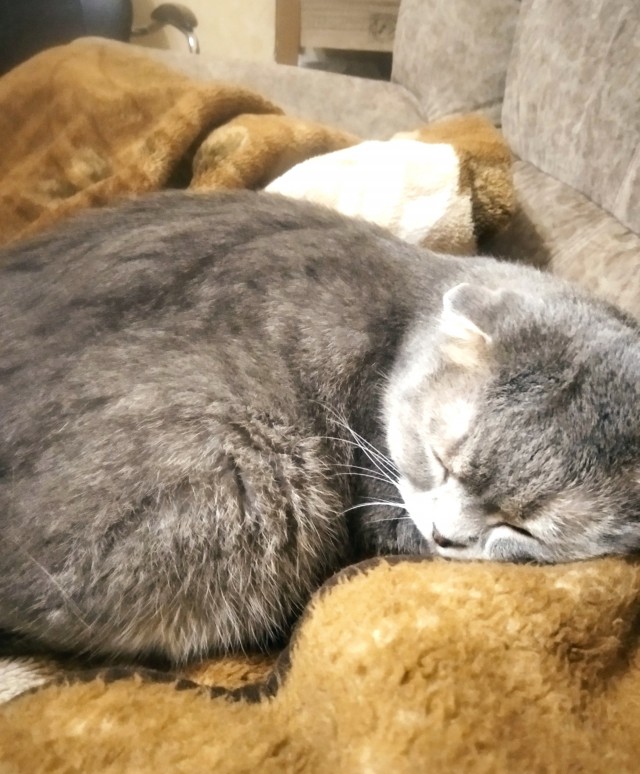 Мой кот