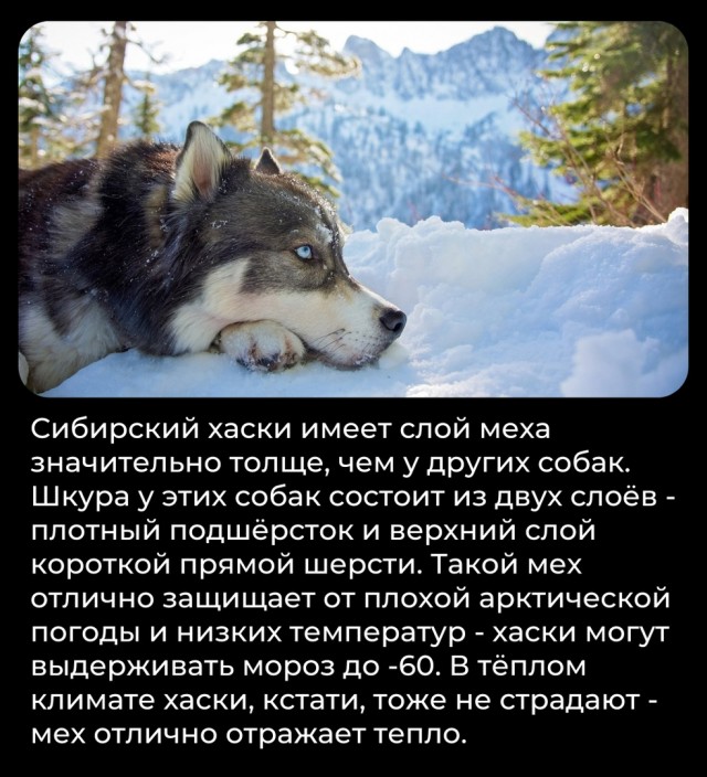 Всячина