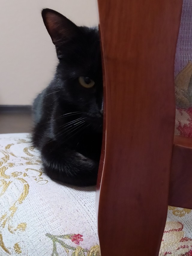 Тёплое, лаповое к котовторнику.