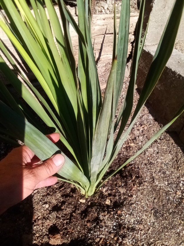 Только что сам посадил юкку.