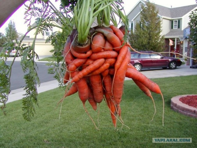 Мутантская морковка