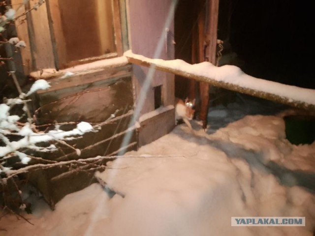 Жизнь домашнего приюта для котеек 568