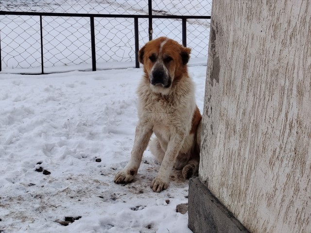 Алабай на самовыгуле