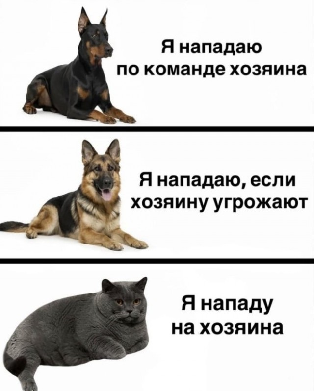 Веселые картинки в маленькую пятницу (11.03)