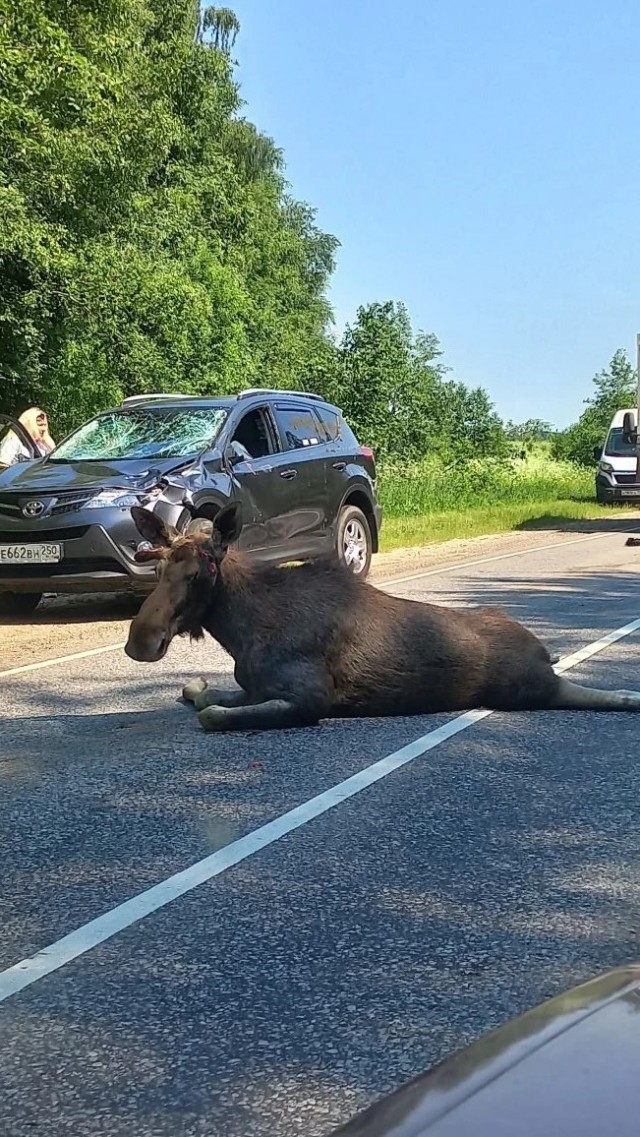Сбили лося