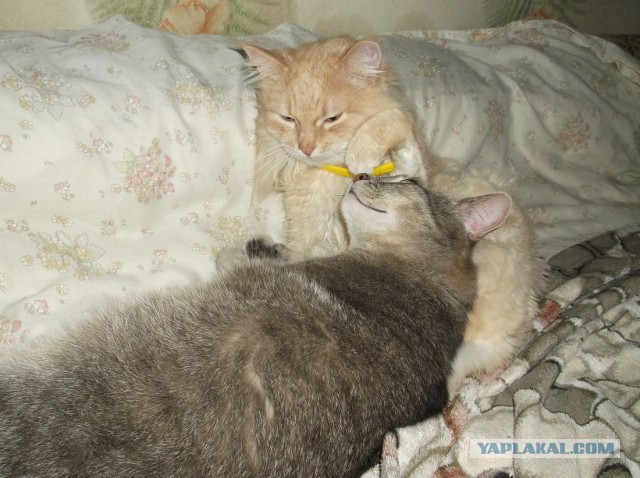 Котовторник 29.10.2013