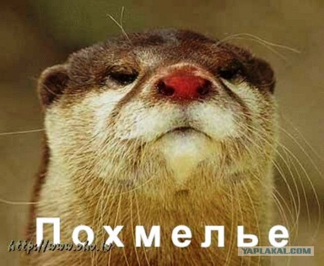 Похмелье...
