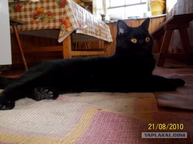 Котовторник 25.02.2014